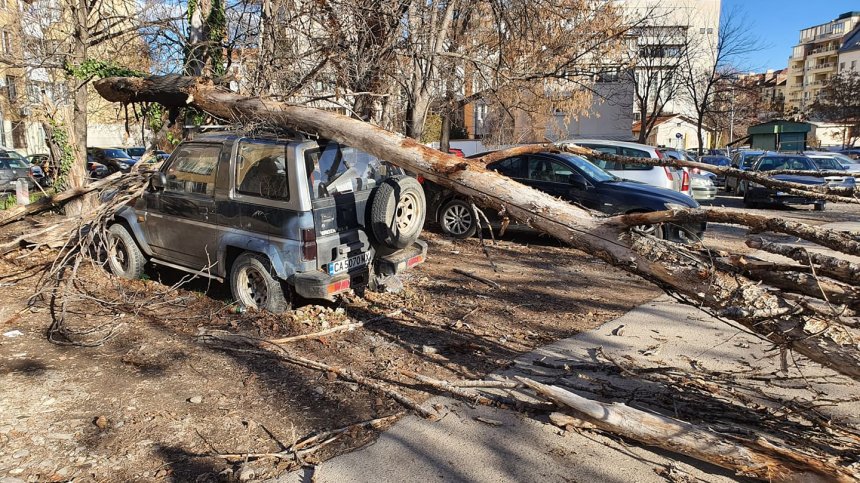 София срещу бурния вятър: Режат дървета, обезопасяват строежи
