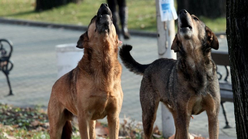 В Helpbook зачестяват сигналите за бездомни, агресивни кучета