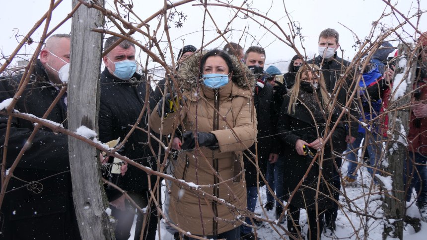 Танева: Лозаро-винарският сектор беше подпомогнат с 60 млн. лв. през 2020 г.
