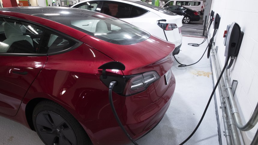 Нов проблем пред Tesla - коли са нападнати от плъхове