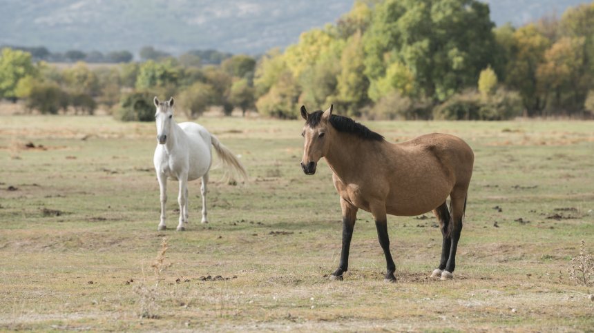 Полицейските коне на СДВР: Дългогодишни служители или "бракуван инвентар"?