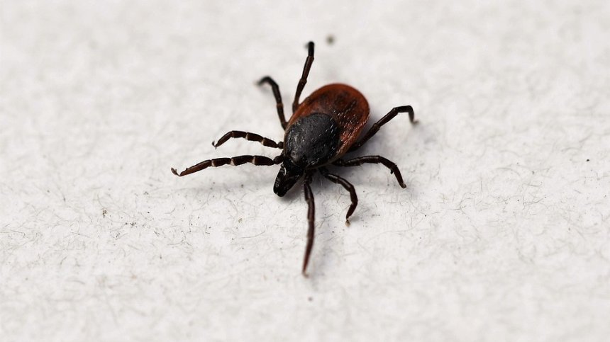 Учени: Опасни кърлежи в Русия, пренасят чума и треска