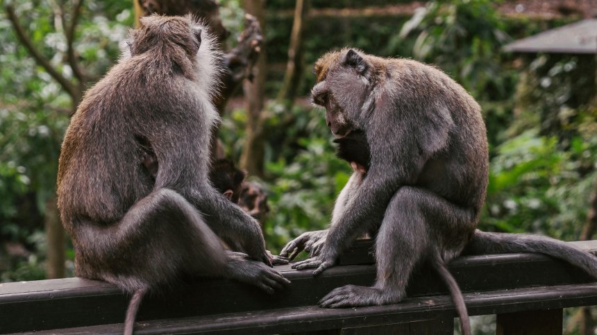 43 маймуни избягаха от изследователски център в Южна Каролина
