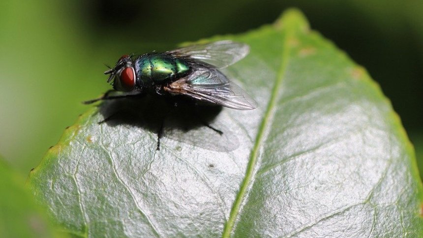 Как да прогоним досадните мухи от вкъщи