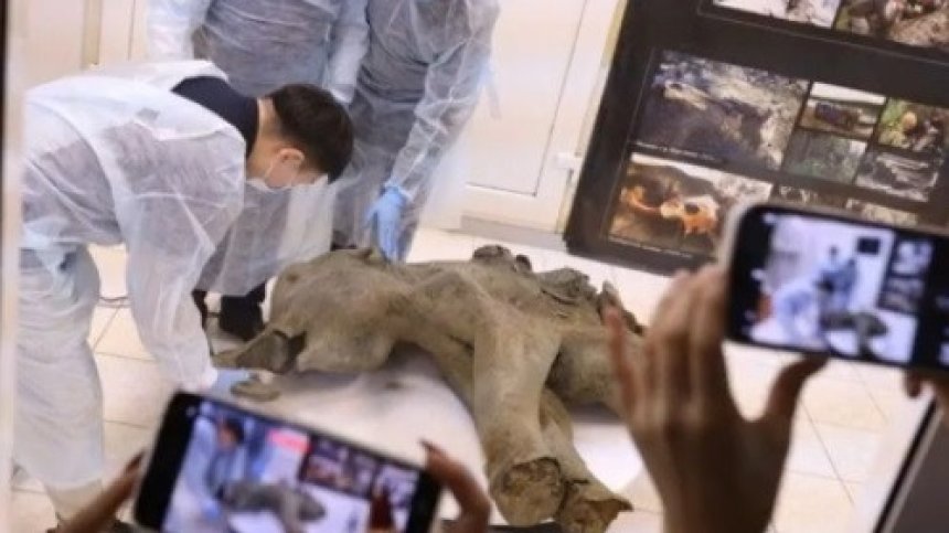 Показаха уникална находка на запазено бебе мамут от Сибир (+ВИДЕО)