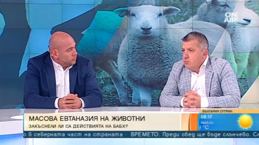 За чумата няма лек, а се бори само с евтаназия: Последното стадо в с. Шарково няма да оцелее