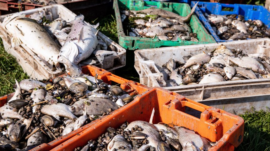 Екокатастрофа в река Одер, защо измират тонове риба? (+СНИМКИ)