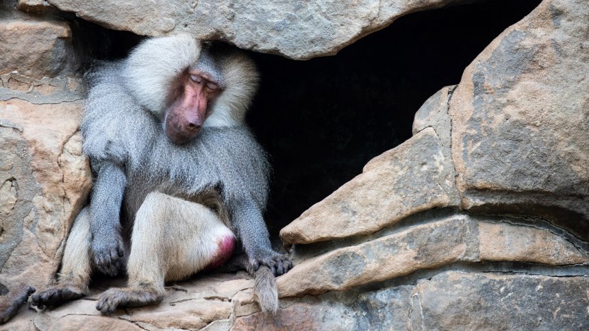 Павиани счупили краката на четирима туристи, хвърлили 60-килограмова скала по тях