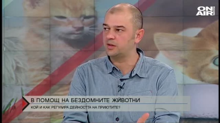 Експерти: Институциите неглижират проблема с бездомните животни