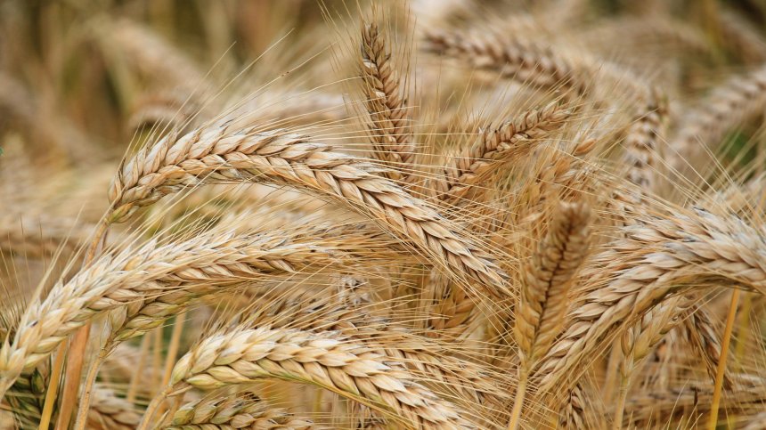 ЕС увеличава митата върху вноса на руски и беларуски продукти