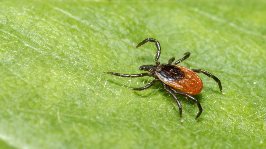 Двойно повече са ухапаните от кърлежи тази година - какви са рисковете?