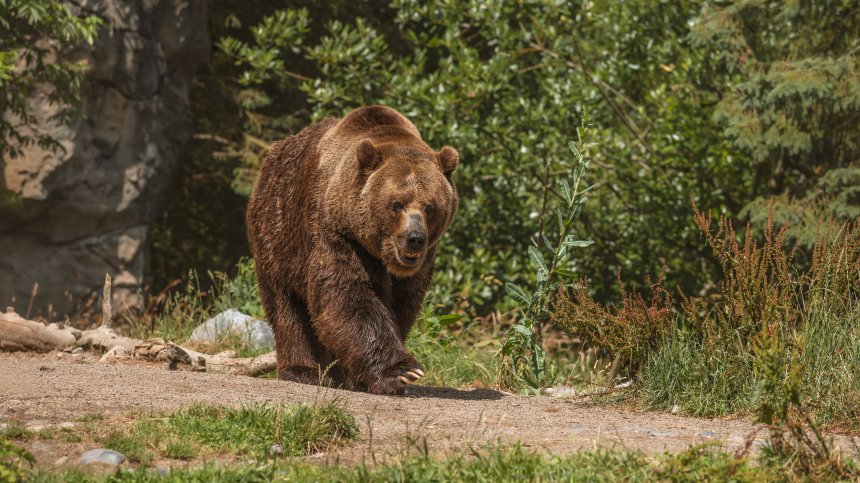 Мечка нападна мъж в двора на къщата му в Гърция