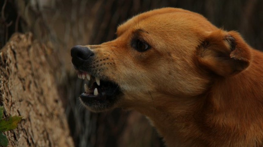 Заловиха бездомно куче, нахапало 12-годишно момиче в "Младост"