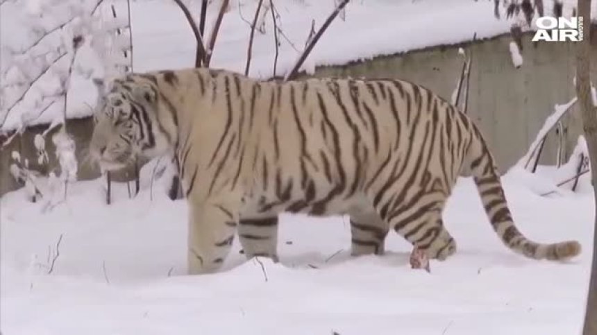 Бенгалският тигър в Софийския зоопарк се зарадва на снега (ВИДЕО)