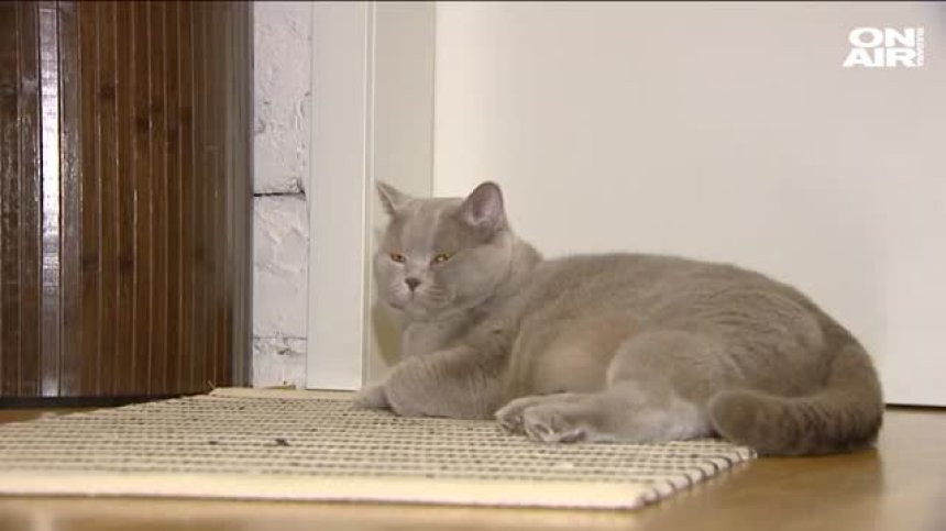 Котаракът Румен издаде втора книга