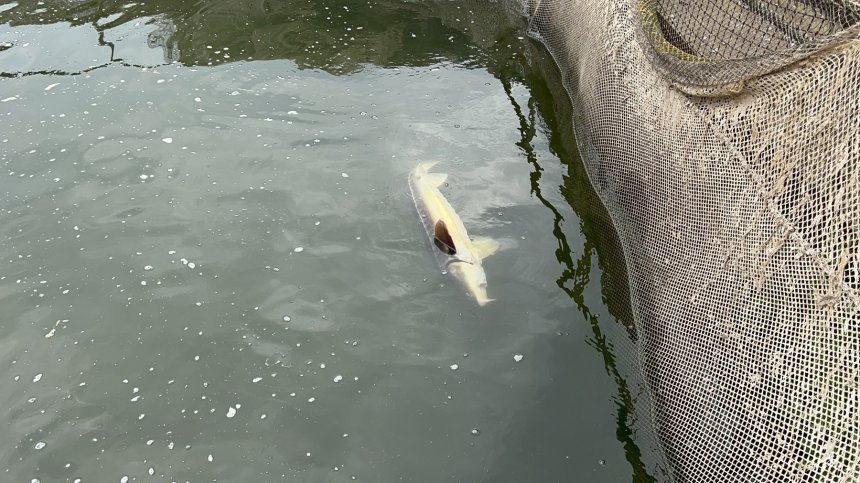 Рибарите са готови на "война" заради изпускането на "Копринка": Есетрата умира