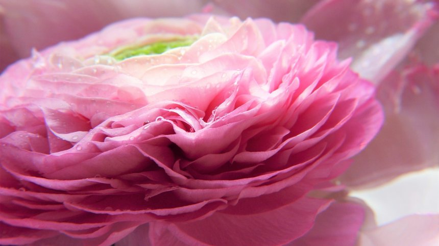 Според зодията: Какво ароматно масло ни отива?