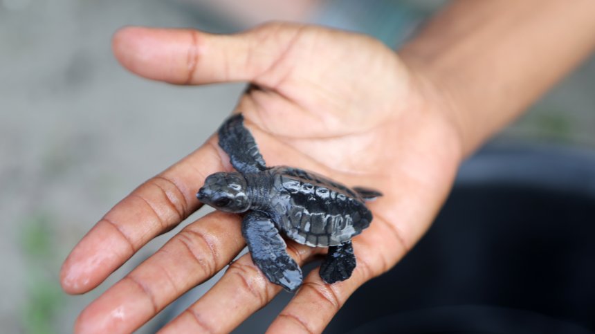 Конфискуваха 4000 живи амазонски костенурки на летище в Перу