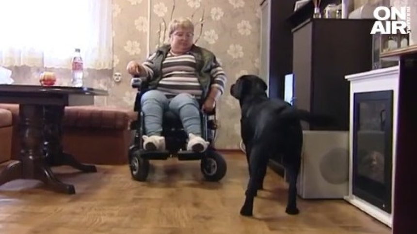 Кучета с професия - 85 са обучените за асистенти през последните 15 г.