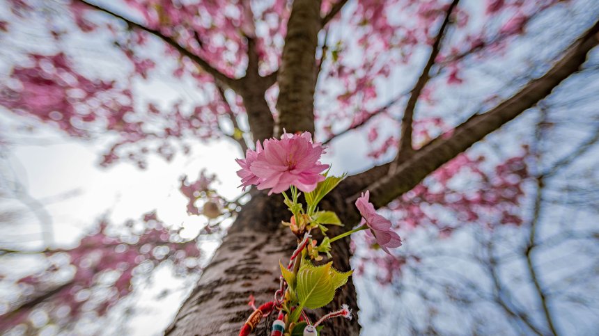 София цъфти: Около 600 дървета са засадени от началото на пролетта