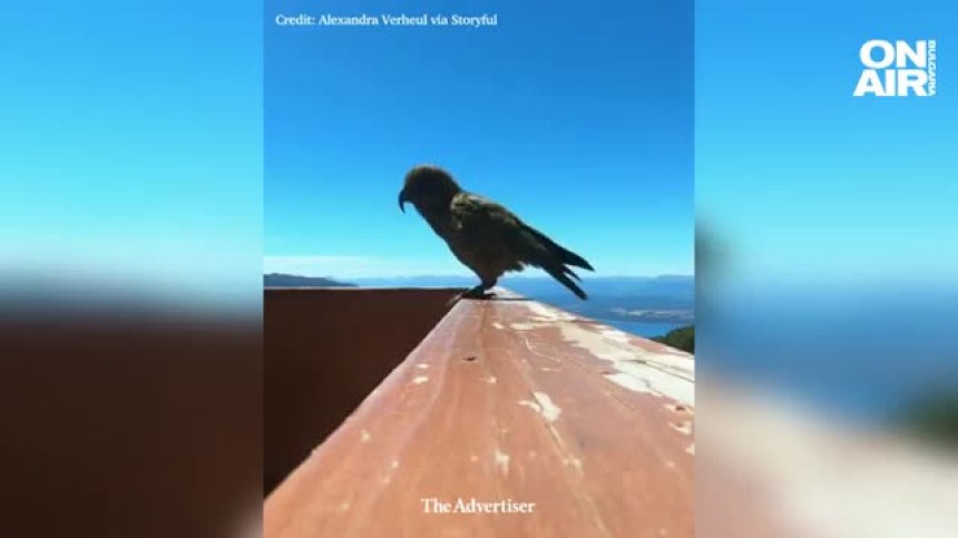 Куриозна случка: Папагал открадна камера и засне невероятни планински кадри