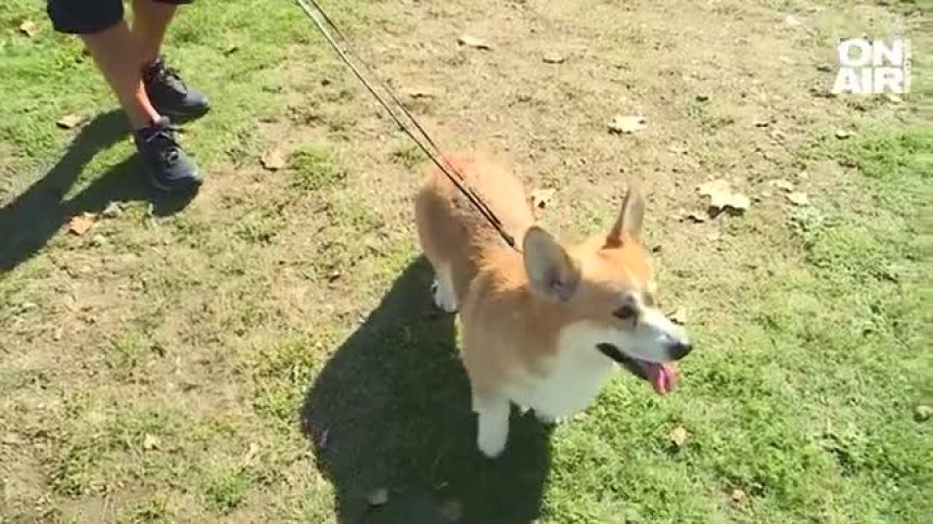 Изложба на кралската порода кучета "Корги" в София, състезаваха се в изпълнение на команди