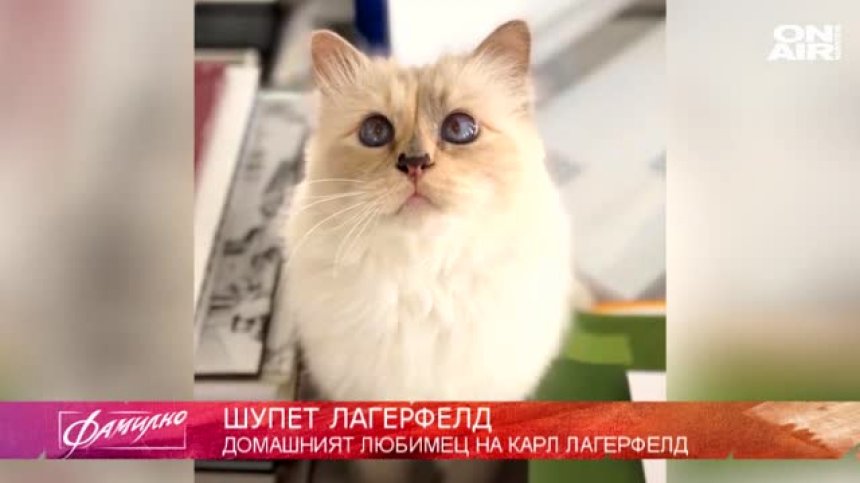 Котката на Лагерфелд - потенциален наследник на богатството му