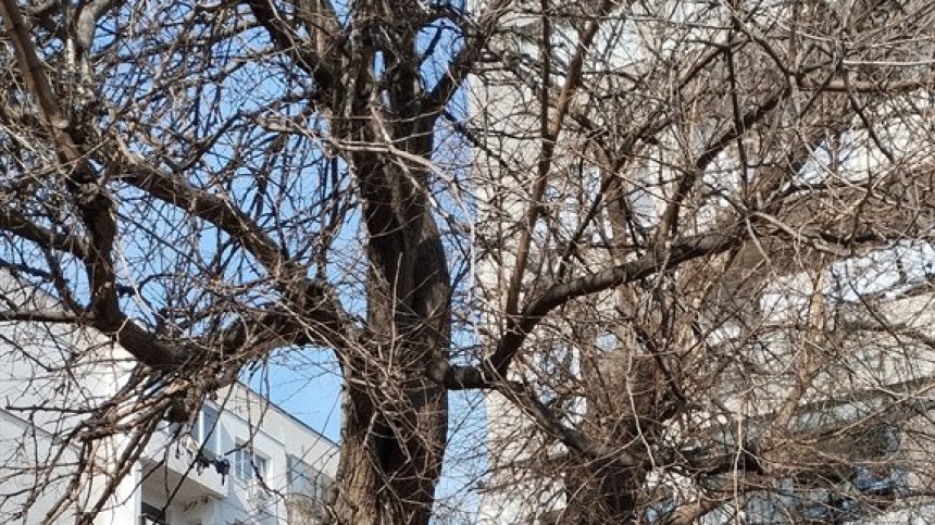 Опасни дървета в София, клони се удрят в прозорците при силен вятър