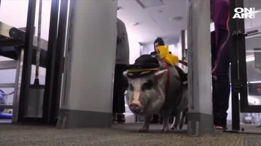 Прасе помага на пътници да преодолеят страха от летене (+Видео)