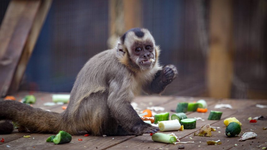 Безплатен вход в Столичния зоопарк на 1 юни