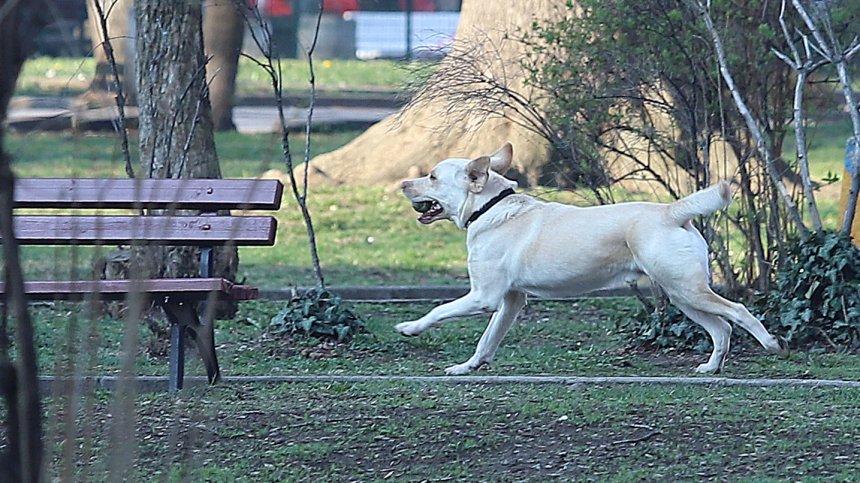 Агресивно куче напада колоездачи и пешеходци в район "Овча купел"