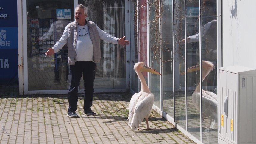 Розовият пеликан Стойчо се превърна в любимец на варненци (+ВИДЕО)