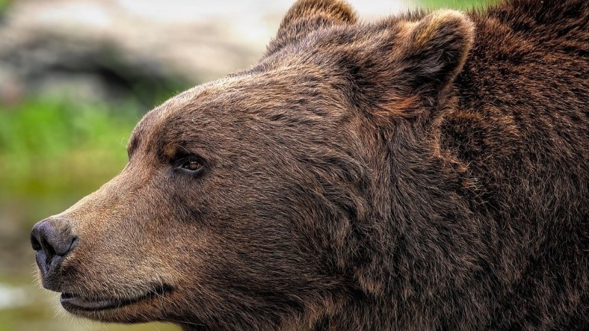 Мечка се разходи в габровско село, хората искат да се вземат предпазни мерки