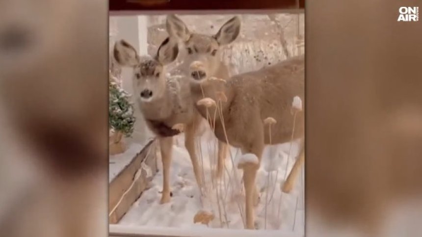 Сърни поиграха в снега в двора на семейство от Колорадо (+ВИДЕО)