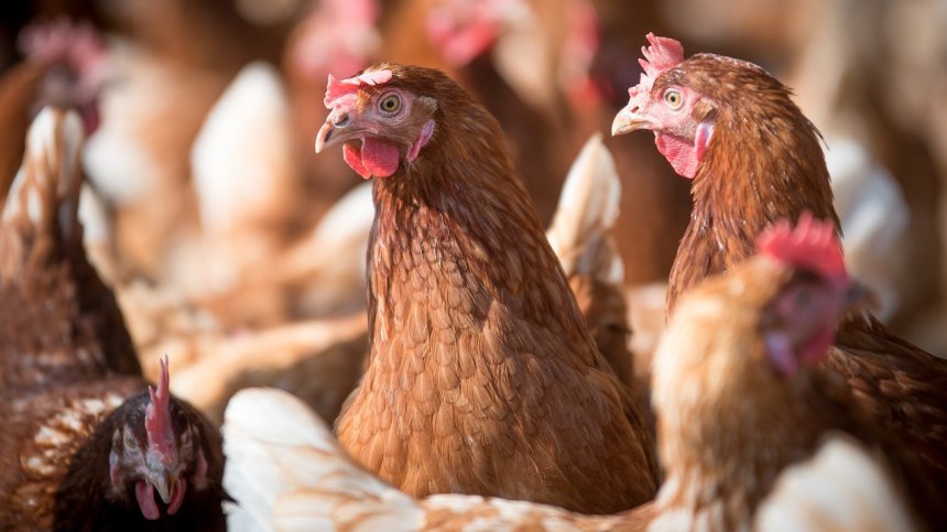 СЗО призова страните да засилят наблюдението на птичия грип