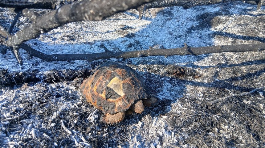 Костенурки, таралежи, лалугери, птици... Стотици животни загинаха в пожарите у нас