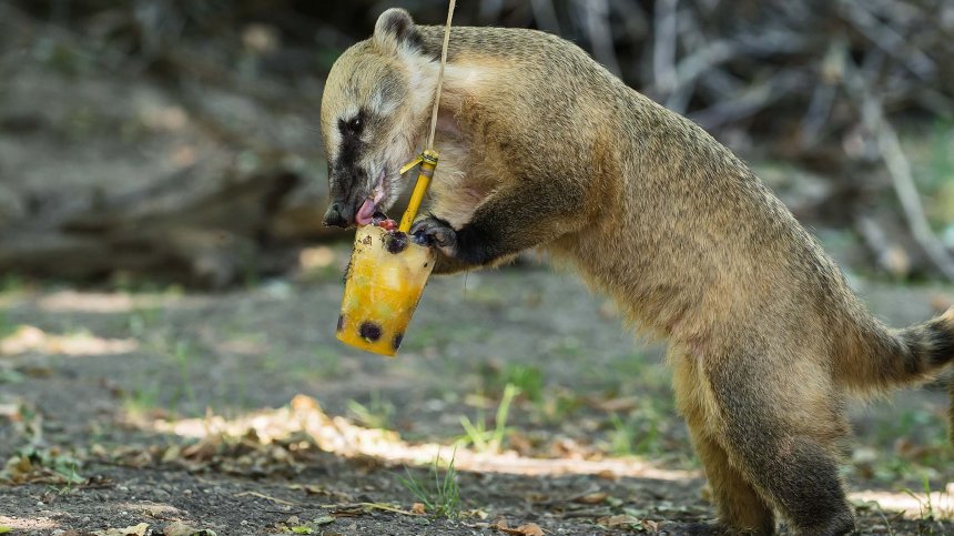 Зоопарк в Торино храни животните с ледени близалки заради жегата