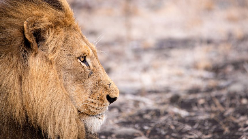 Лъв от Тайланд прави необичайни прогнози за мачовете от Евро 2020 (+ВИДЕО)