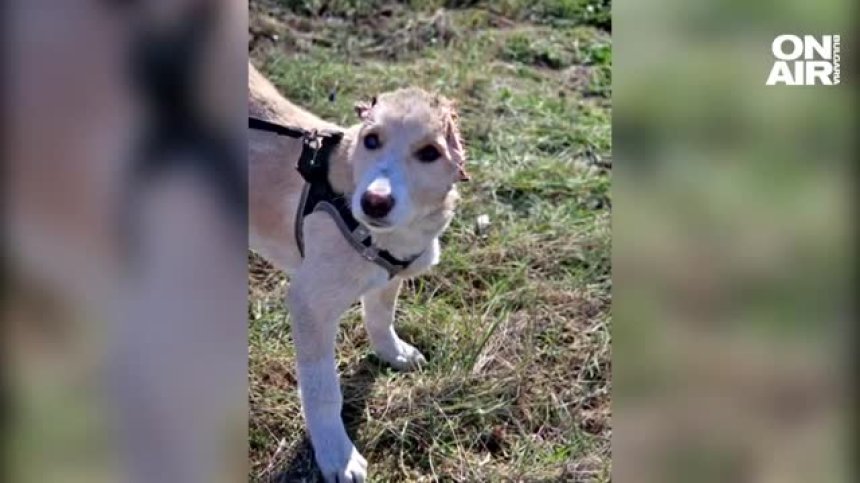 Поредна гавра с животно: 16-годишен отряза ушите на 3-месечно куче с лозарска ножица