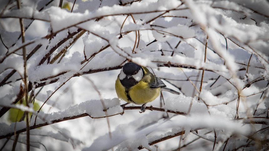 Оранжев код за опасно време за вторник, снежната покривка до 20 см