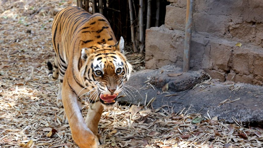 Евакуираха цял зоопарк в Индия заради избягал бенгалски тигър