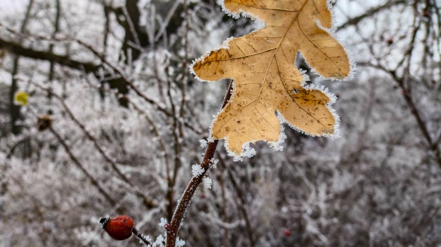 В Елхово живакът слезе до -15 градуса, в Кнежа отчетоха -13