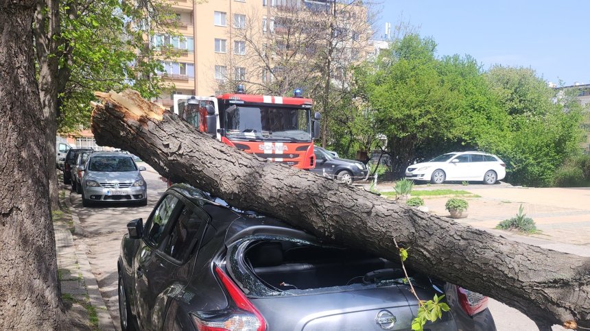 Паднало дърво премаза автомобил в София (+СНИМКИ)