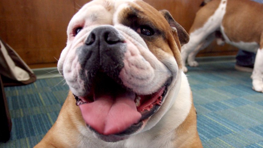 Сигнал: Съседи разхождат кучетата си без каишка, чакам по 40 минути в колата