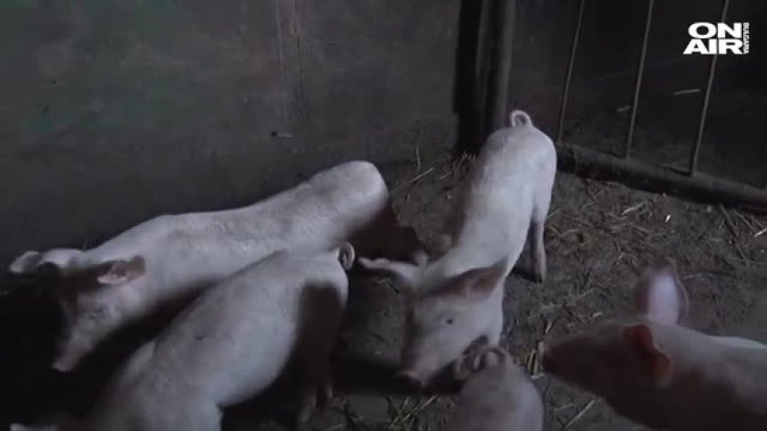 Ново огнище на африканска чума, този път в Русенско