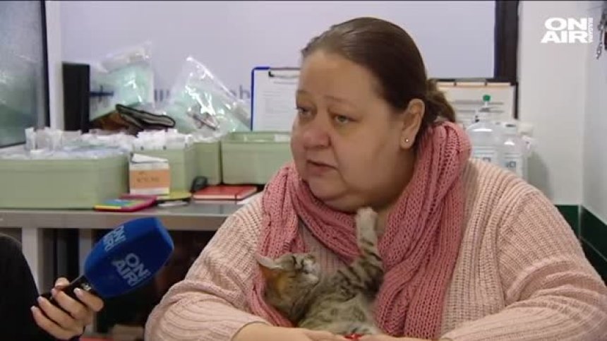 Разпространяват ли котките коронавируси?
