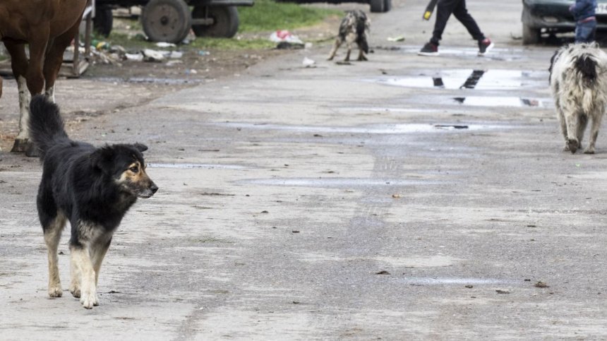 Сигнал от Варна: Кучета обикалят района около електротехникума