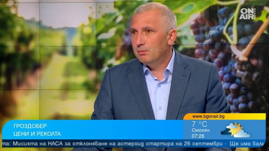 Очакваме отлична гроздова реколта, преминава се към индустриално бране