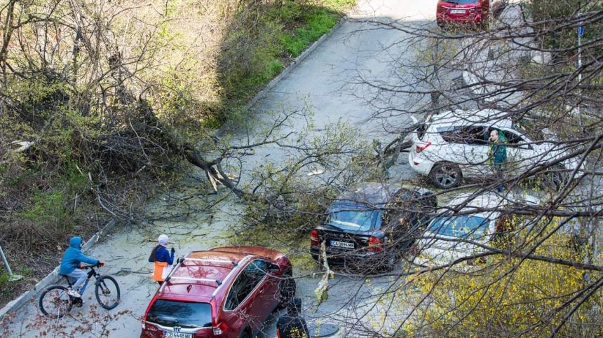 Дърво падна върху кола с жена и дете в София