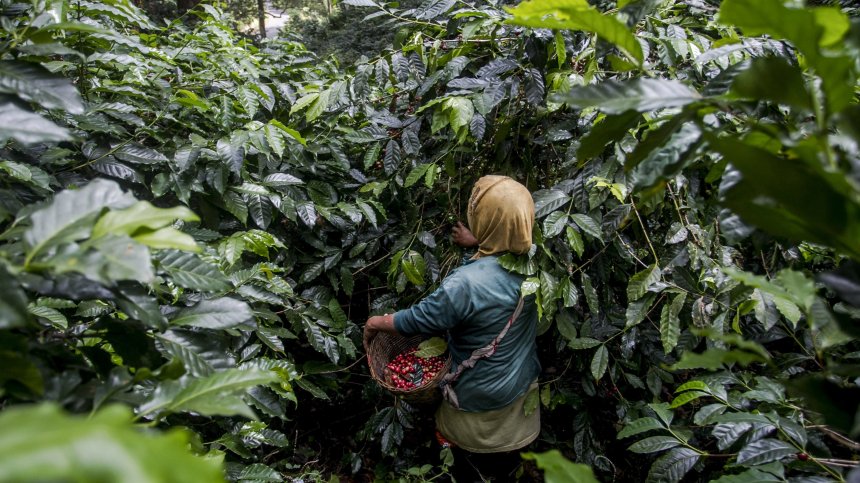 Кафето се превръща в лукс и цената му "ще скочи до небето"